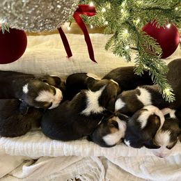 6th Choice - Black white and tan male Beagle puppy in Monticello, Georgia from Beaglelove