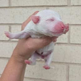 Domino - Blue merle and white female American Corgi puppy in Midway, Arkansas from Wildlings & Wild Things Homestead