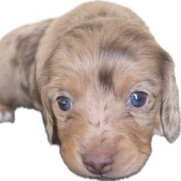 Chocolate and Cream Longhair Male - Dapple male Dachshund puppy in El Paso, Texas from InnerVision K9 & Dachs