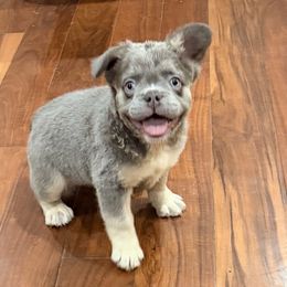 Dominic - Blue fawn male French Bulldog puppy in Delhi, Louisiana from 4T Ranch