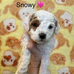 Snowy - White female Cavapoo puppy in Greensburg, Kentucky from Doodle Me Crazy