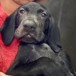 Boy 6 - Black male German Shorthaired Pointer puppy in Aitkin, Minnesota from Whispering’s GunDogs