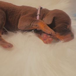 Lavender Collar female - Red and rust female Doberman Pinscher puppy in Fostoria, Michigan from Jensen Dobermans and Dachshunds