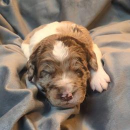 Joey - male Newfypoo puppy in South Haven, Minnesota from Hidden Haven Poodles and Doodles
