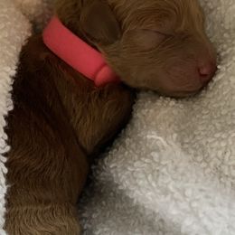 Goldendoodle Puppies from Missoula Family Goldendoodles