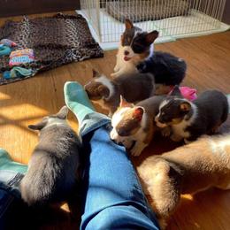 French Bulldog and Pembroke Welsh Corgi Puppies from Burn 3 Farms