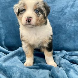 Ronald - Blue merle male Australian Shepherd puppy in Utah from Corbridge Aussies