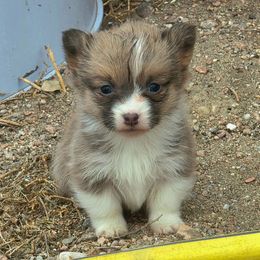 Lilypad - White and fawn female Pembroke Welsh Corgi puppy in Cheyenne, Wyoming from JD's Corgi Kennel