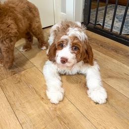 Harry - Blenheim male Cavapoo puppy in Beresford, South Dakota from DAKOTA DOOD RANCH