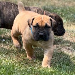 Blue Collar - Fawn male Boerboel puppy in Manitowoc, Wisconsin from Mae Boerboel