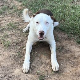 Snoop - Border Collie