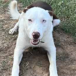 Snoop - Border Collie