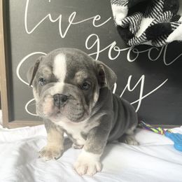 Bulldog Puppies from Calvin Kennelz