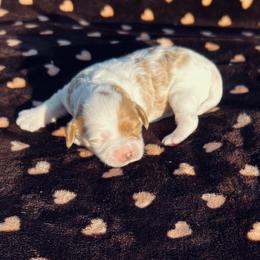 Sugar - Blenheim female Cavapoo puppy in Fort Worth, Texas from Creekwood Miniature Cavapoos