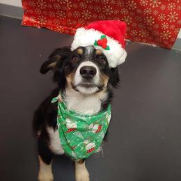 Miniature Australian Shepherd and Toy Australian Shepherd Puppies from Sapphire Stables