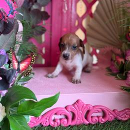 Red piebald male short hair - Piebald male Dachshund puppy in Wills Point, Texas from East Mini Dachshunds Texas