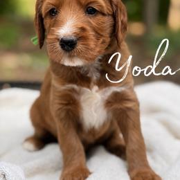 YODA - Red  male Goldendoodle puppy in Minneapolis, Minnesota from The Golden Roo