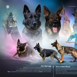 German Shepherd puppies from Barrage K9