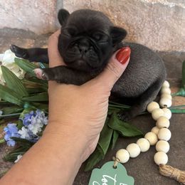 Blue collar - Silver male Pug puppy in Tucson, Arizona from Furever Friends
