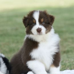 Freedom - Red tri-color male Australian Shepherd puppy in Chickasha, Oklahoma from Rustic Lace