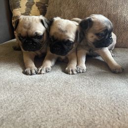Pug Puppies from Redbay Pugs