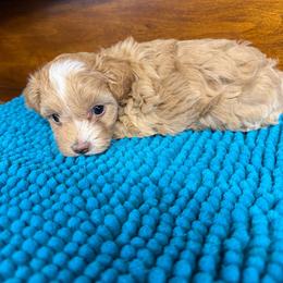 Penelope - Apricot female Maltipoo puppy in Lawrenceburg, Tennessee from LUV Poodles and Maltipoos
