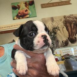 Arie - Black and white male Boston Terrier puppy in Tenmile, Oregon from High Plains French Bulldogs,Boston Terriers and Frenchtons.