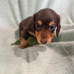 Longhaired boy - Chocolate and tan male Dachshund puppy in Lemon Grove, California from GMZ Doxies SD
