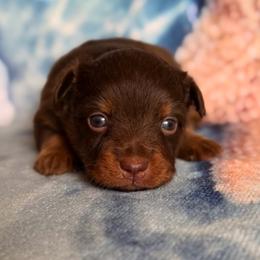 Jessie - Red tri female Miniature Australian Shepherd puppy in Buchanan, Georgia from Stanleyville Farm Mini Aussies