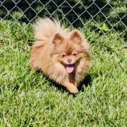 Bay - Pomeranian