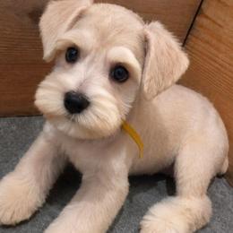 Baby boy 6 - yellow collar - Wheaten male Miniature Schnauzer puppy in Eupora, Mississippi from Mississippi Mini Schnauzers