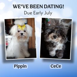 Maltipoo puppies from Seeking Shalom Acres Maltese, Maltipoos & Havamalts