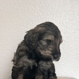 Schnoodle Puppies from Gooch Canines (Giant Schnoodles)