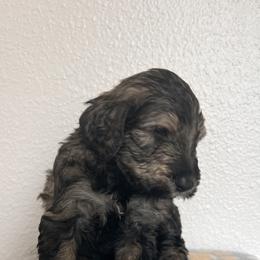 Schnoodle Puppies from Gooch Canines (Giant Schnoodles)