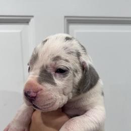 Fireworks - Harlequin female Great Dane puppy in Florida from Beachside Kennels