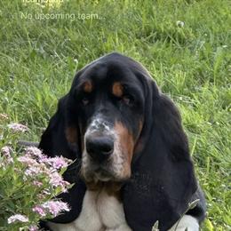 Mick - Basset Hound