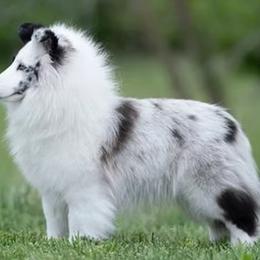 Hedy - Shetland Sheepdog