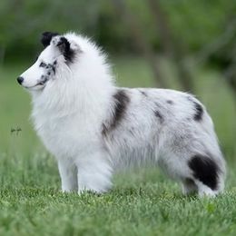 Hedy - Shetland Sheepdog