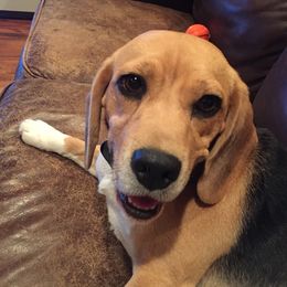 Rosie - Beagle