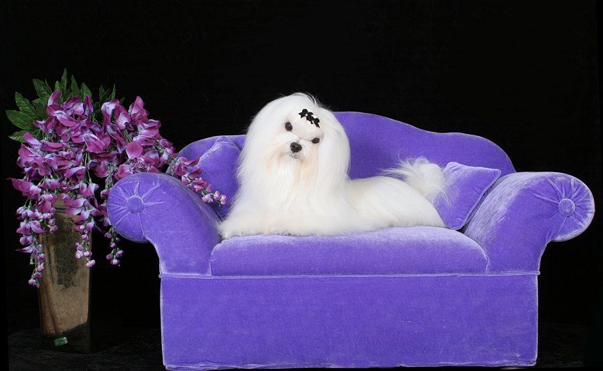 Blue hill sale maltese