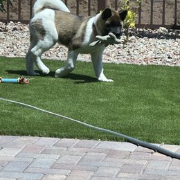 Akita, American Corgi, Cardigan Welsh Corgi, and Great Pyrenees Puppies from WeVolution Off-Grid