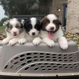 Australian Shepherd Puppies from Lakes Australian Shepherds