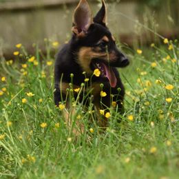 German Shepherd Puppies from Patriot Shepherds