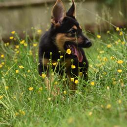 German Shepherd Puppies from Patriot Shepherds