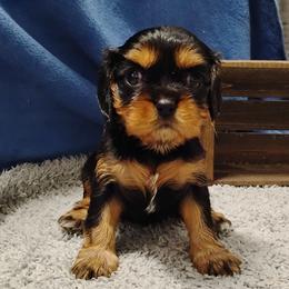 Elvira - Black and tan female Cavalier King Charles Spaniel puppy in Sabetha, Kansas from Apple Blossom Cavaliers