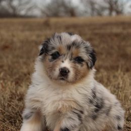 Australian Shepherd and Soft Coated Wheaten Terrier Puppies from Ironwood Ridge Kennels
