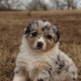 Australian Shepherd and Soft Coated Wheaten Terrier Puppies from Ironwood Ridge Kennels