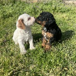 Snow White - Tri-color female Cavapoo puppy in Quitman, Texas from Wright Doodles