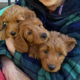 Goldendoodle Puppies from It's Reigning Red Goldendoodles