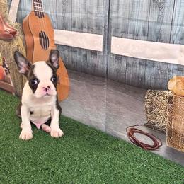 Tucker - Black brindle and white male Boston Terrier puppy in Olanta, South Carolina from Julie's IHeart Boston Terrier's